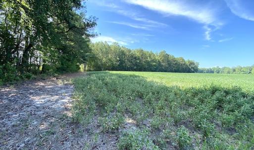 Photo #48 of SOLD property in 4372 Deer Forest Road, Suffolk, VA 68.0 acres
