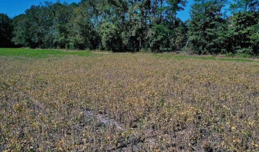 Photo #21 of SOLD property in Off Levi Drive, Ayden, NC 7.0 acres