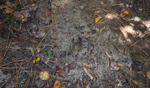 Photo #6 of SOLD property in Off Saint Brides Road West, Chesapeake, VA 16.0 acres