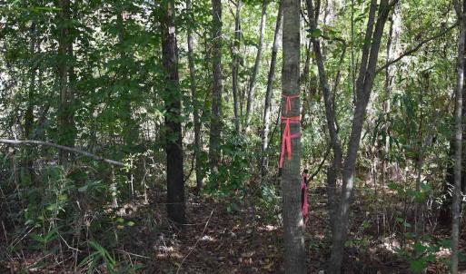 Photo #7 of SOLD property in Off Saint Brides Road West, Chesapeake, VA 16.0 acres