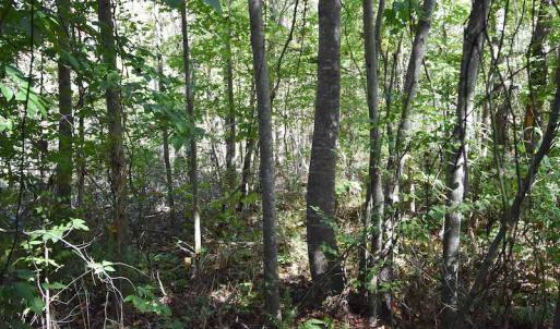 Photo #8 of SOLD property in Off Saint Brides Road West, Chesapeake, VA 16.0 acres
