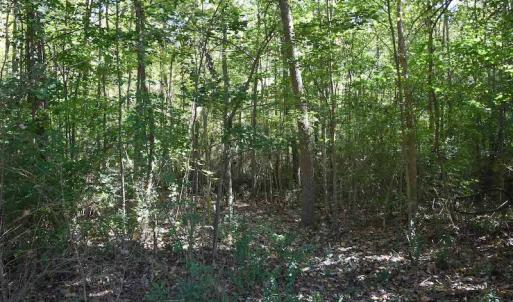 Photo #10 of SOLD property in Off Saint Brides Road West, Chesapeake, VA 16.0 acres