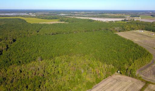 Photo #10 of SOLD property in Off Bryant Farm Road, Tarboro, NC 122.0 acres