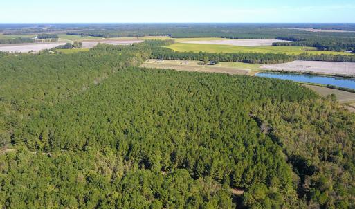 Photo #13 of SOLD property in Off Bryant Farm Road, Tarboro, NC 122.0 acres
