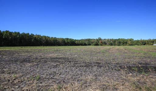 Photo #21 of SOLD property in Off Bryant Farm Road, Tarboro, NC 122.0 acres