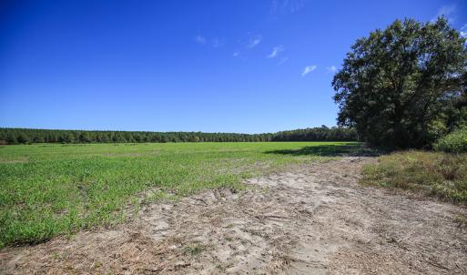 Photo #22 of SOLD property in Off Bryant Farm Road, Tarboro, NC 122.0 acres
