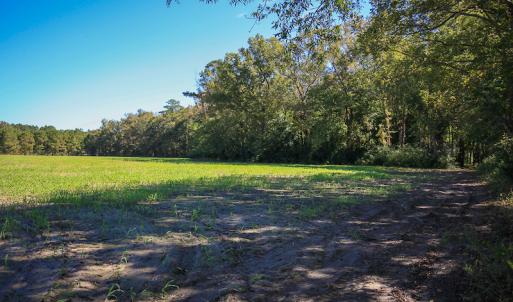 Photo #23 of SOLD property in Off Bryant Farm Road, Tarboro, NC 122.0 acres