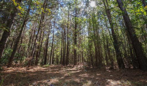 Photo #26 of SOLD property in Off Bryant Farm Road, Tarboro, NC 122.0 acres
