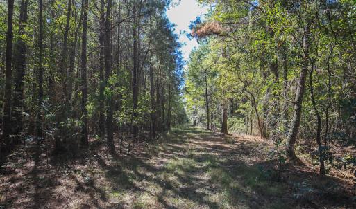 Photo #28 of SOLD property in Off Bryant Farm Road, Tarboro, NC 122.0 acres