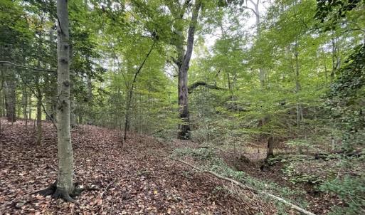 Photo #9 of SOLD property in Off Bethel Church Lane, Smithfield, VA 5.3 acres