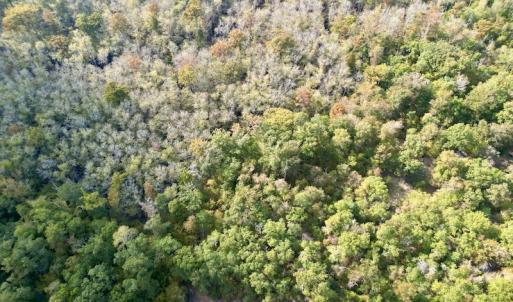 Photo #11 of SOLD property in Lot 8 Off Woodberry Drive, Grimesland, NC 2.6 acres
