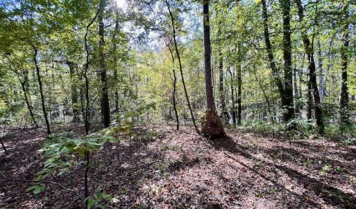 Photo #15 of SOLD property in Lot 8 Off Woodberry Drive, Grimesland, NC 2.6 acres