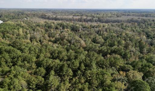 Photo #12 of SOLD property in Lots 2 & 5 Off Woodberry Drive, Grimesland, NC 10.2 acres