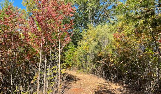 Photo #27 of SOLD property in Off Stoney Creek School Road, Reidsville, NC 19.5 acres