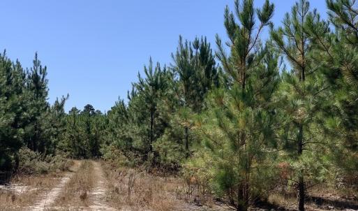 Photo #3 of SOLD property in Off Lee Road, Gibson, NC 3.7 acres