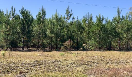 Photo #6 of SOLD property in Off Lee Road, Gibson, NC 3.7 acres