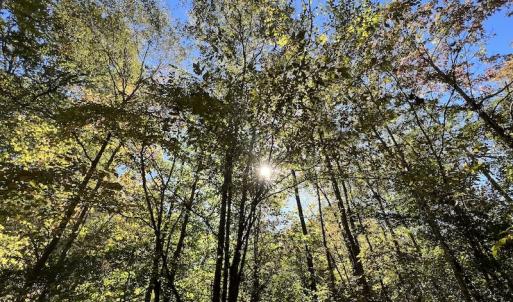 Photo #26 of SOLD property in Off Silvertown Road, Enfield, NC 75.0 acres