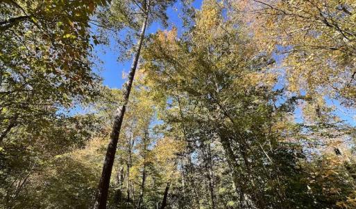 Photo #27 of SOLD property in Off Silvertown Road, Enfield, NC 75.0 acres