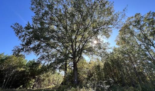 Photo #31 of SOLD property in Off Silvertown Road, Enfield, NC 75.0 acres