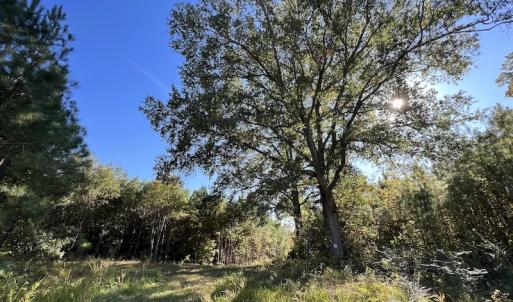 Photo #32 of SOLD property in Off Silvertown Road, Enfield, NC 75.0 acres