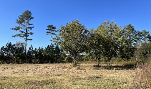 Photo #36 of SOLD property in Off Silvertown Road, Enfield, NC 75.0 acres