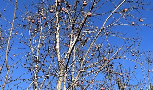 Photo #39 of SOLD property in Off Silvertown Road, Enfield, NC 75.0 acres