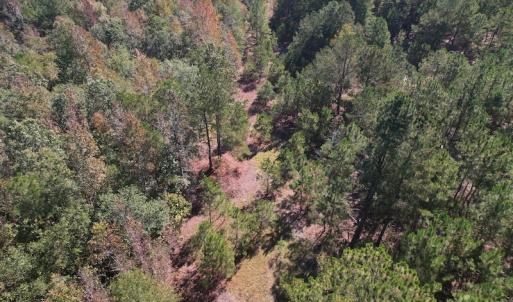 Photo #12 of SOLD property in Off Richland Drive, Pembroke, NC 3.5 acres