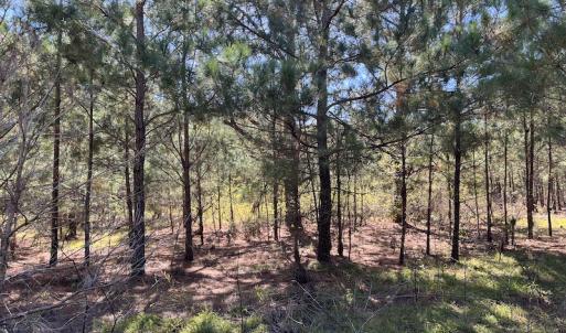 Photo #24 of SOLD property in Off Richland Drive, Pembroke, NC 3.5 acres