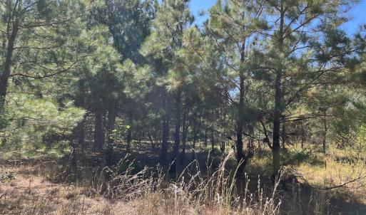 Photo #27 of SOLD property in Off Richland Drive, Pembroke, NC 3.5 acres
