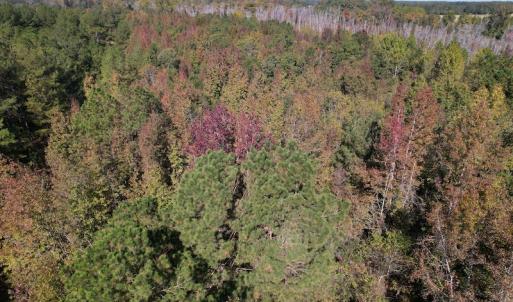 Photo #8 of SOLD property in Off Richland Drive, Pembroke, NC 3.5 acres