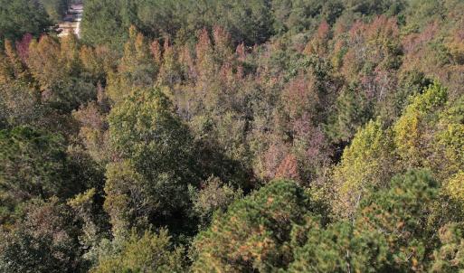 Photo #12 of SOLD property in Off Richland Drive, Pembroke, NC 10.4 acres