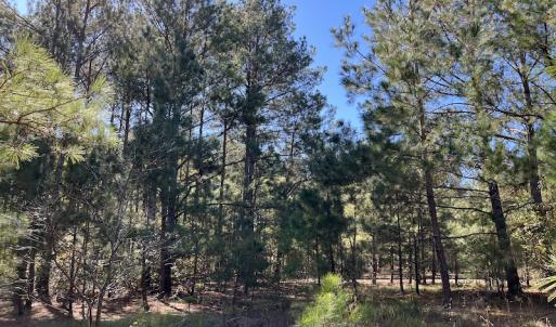 Photo #17 of SOLD property in Off Richland Drive, Pembroke, NC 10.4 acres