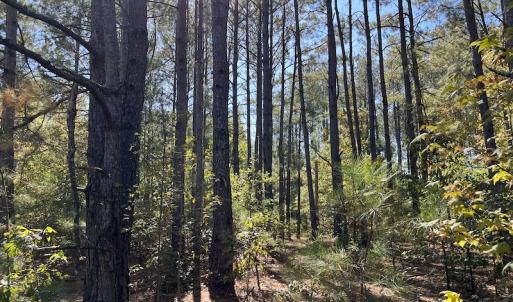 Photo #26 of SOLD property in Off Richland Drive, Pembroke, NC 10.4 acres
