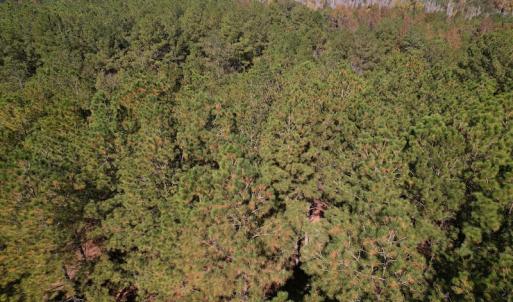 Photo #7 of SOLD property in Off Richland Drive, Pembroke, NC 10.4 acres