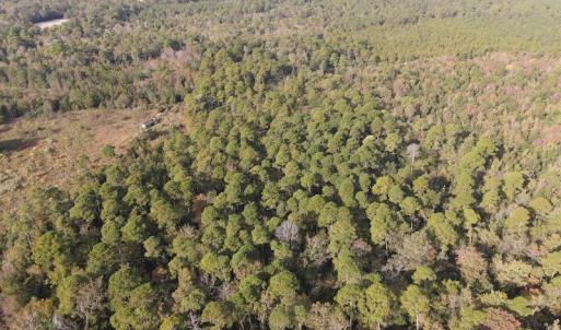 Photo #7 of SOLD property in 1315 Bull Street, Garland, NC 8.6 acres