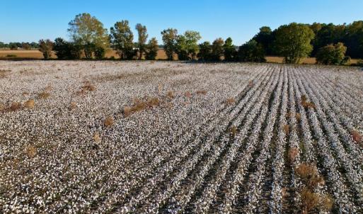 Photo #19 of Off Burnette Farm Road, Tarboro, NC 29.2 acres
