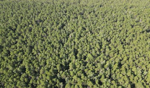 Photo #5 of Off Adams Creek, Havelock, NC 1,287.0 acres