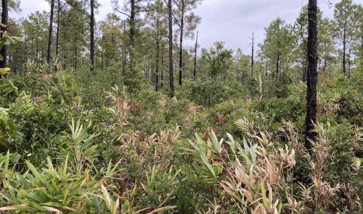 Photo #10 of Off Adams Creek, Havelock, NC 1,287.0 acres