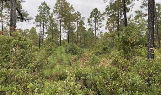 Photo #11 of Off Adams Creek, Havelock, NC 1,287.0 acres