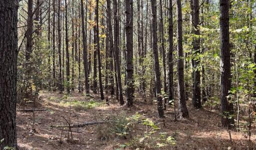 Photo #22 of SOLD property in 626 Manning Road, Valentines, VA 27.5 acres