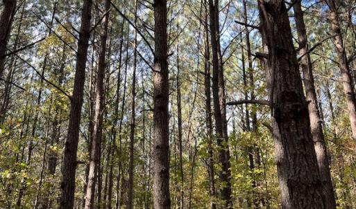 Photo #23 of SOLD property in 626 Manning Road, Valentines, VA 27.5 acres