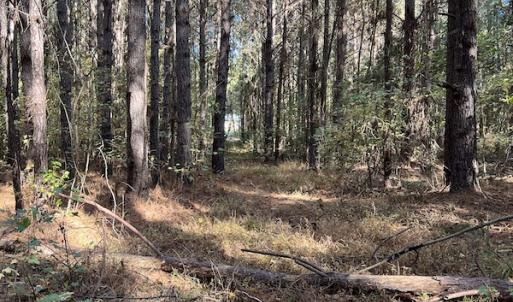 Photo #24 of SOLD property in 626 Manning Road, Valentines, VA 27.5 acres