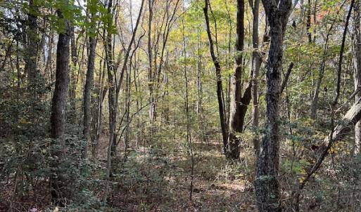 Photo #25 of SOLD property in 626 Manning Road, Valentines, VA 27.5 acres