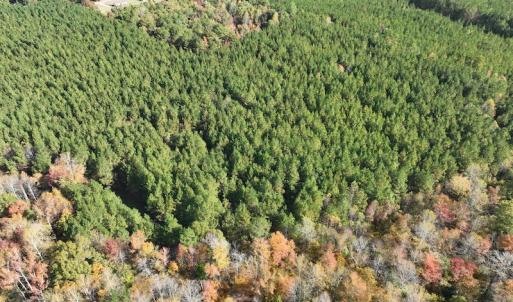 Photo #9 of SOLD property in 626 Manning Road, Valentines, VA 27.5 acres