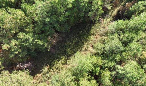 Photo #14 of SOLD property in 626 Manning Road, Valentines, VA 27.5 acres