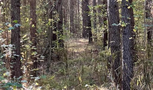 Photo #17 of SOLD property in 626 Manning Road, Valentines, VA 27.5 acres