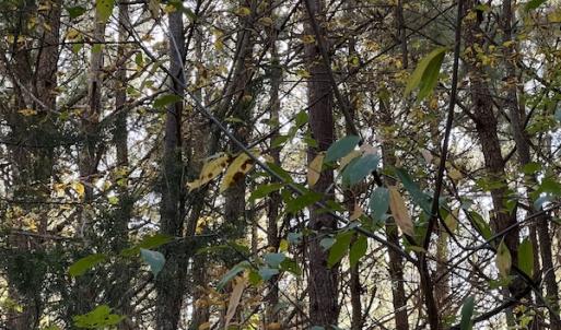Photo #18 of SOLD property in 626 Manning Road, Valentines, VA 27.5 acres