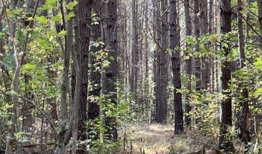 Photo #19 of SOLD property in 626 Manning Road, Valentines, VA 27.5 acres