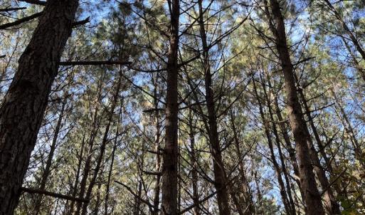 Photo #20 of SOLD property in 626 Manning Road, Valentines, VA 27.5 acres