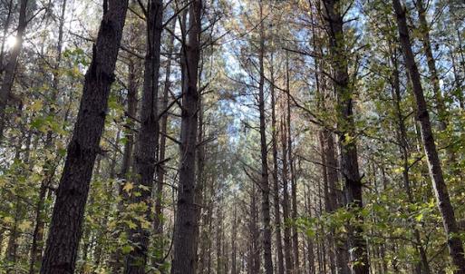 Photo #21 of SOLD property in 626 Manning Road, Valentines, VA 27.5 acres